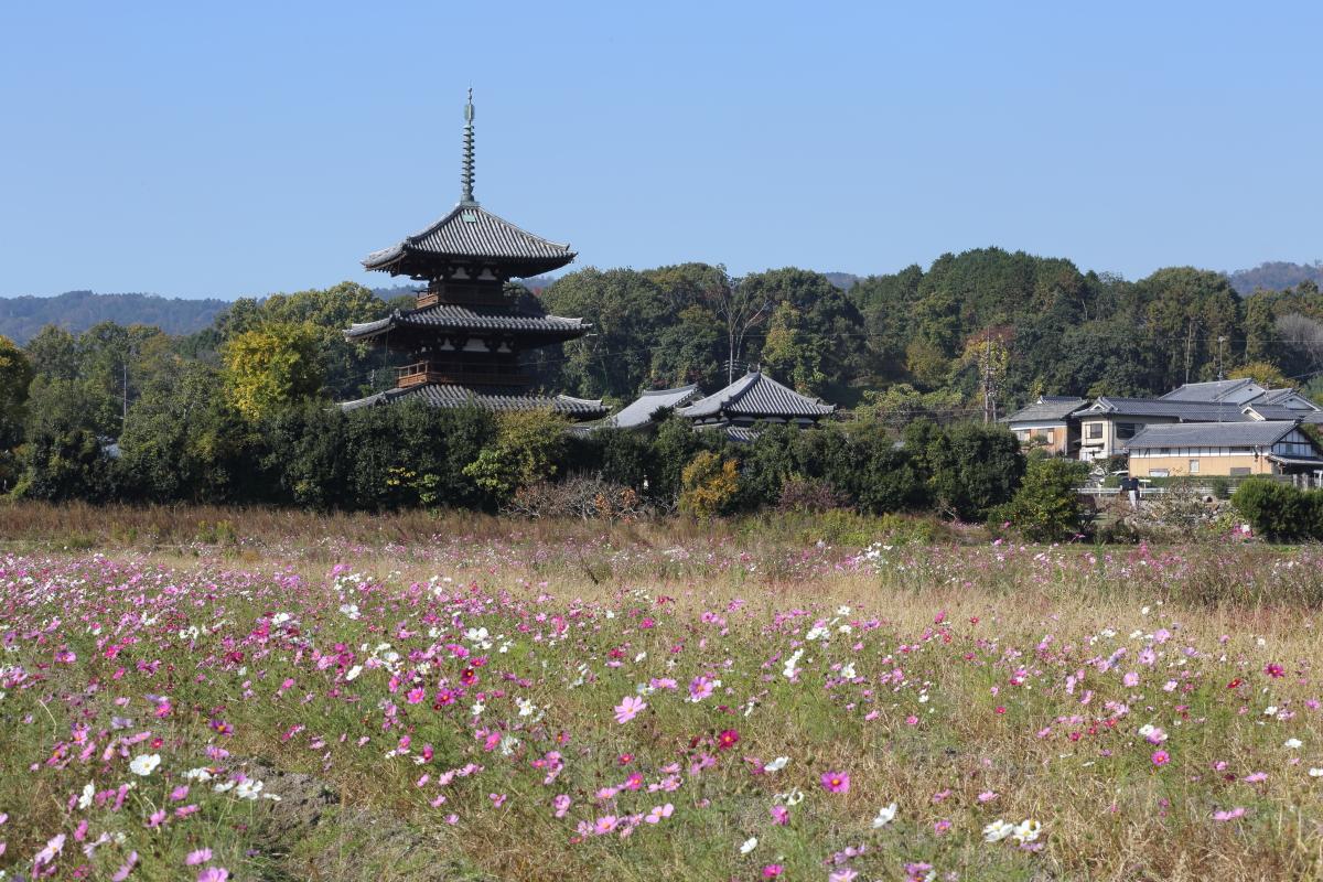 今日はコスモスの日!法起寺とコスモスをイェイ! 今日はコスモスの日!法起寺とコスモスをイェイ!
